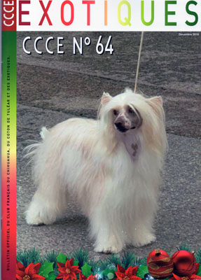 Ccce Club Du Chihuahua Du Coton De Tulear Et Des Exotiques